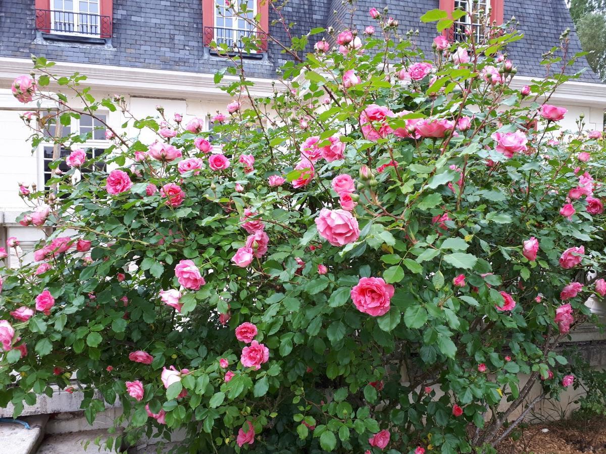 Le Domaine De Barbizon Hotel Saint-Martin-en-Biere Bagian luar foto